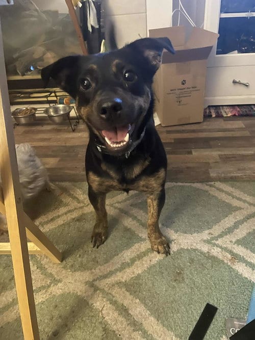 Photo of BettyLou Boots, adoptable Labrador Retriever in Princeton, Minnesota