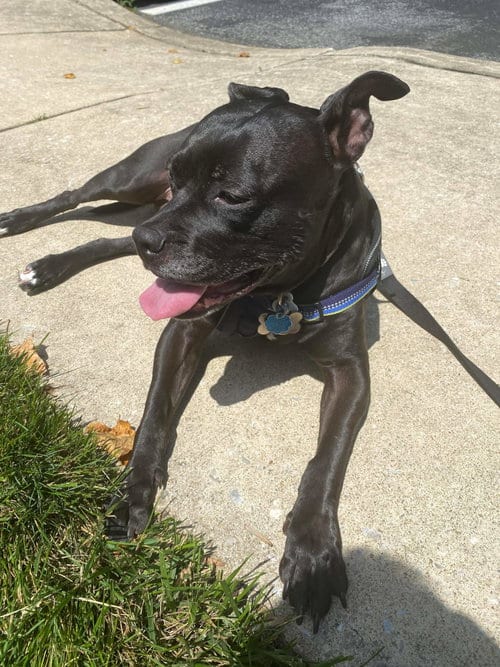 Photo of Ellie, adoptable Pit Bull Terrier in Columbia, Maryland
