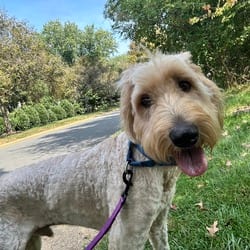Photo of Buck, adoptable Poodle (Miniature) Golden Retriever in Frederick, Maryland