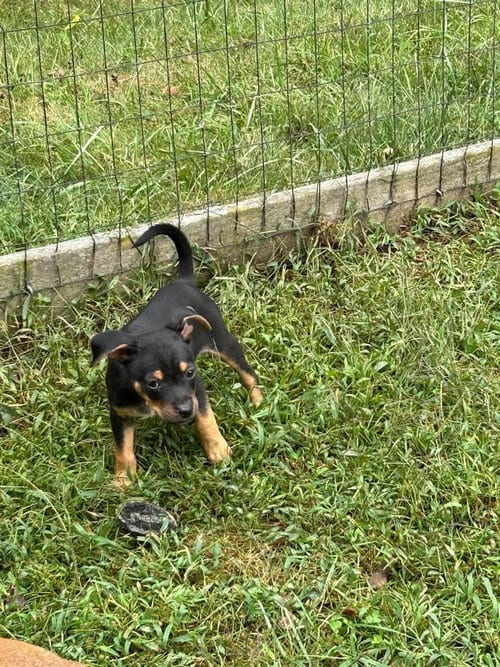 Photo of Oliver, adoptable Unknown breed / mixed in garner, North Carolina