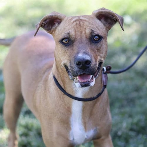 Photo of Chotsy, adoptable Pit Bull Terrier in Modesto, California