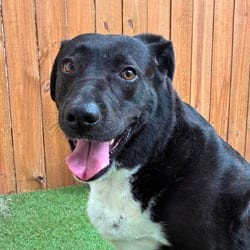 Photo of Starla KS, adoptable Labrador Retriever American Pit Bull Terrier in Hartford, Connecticut