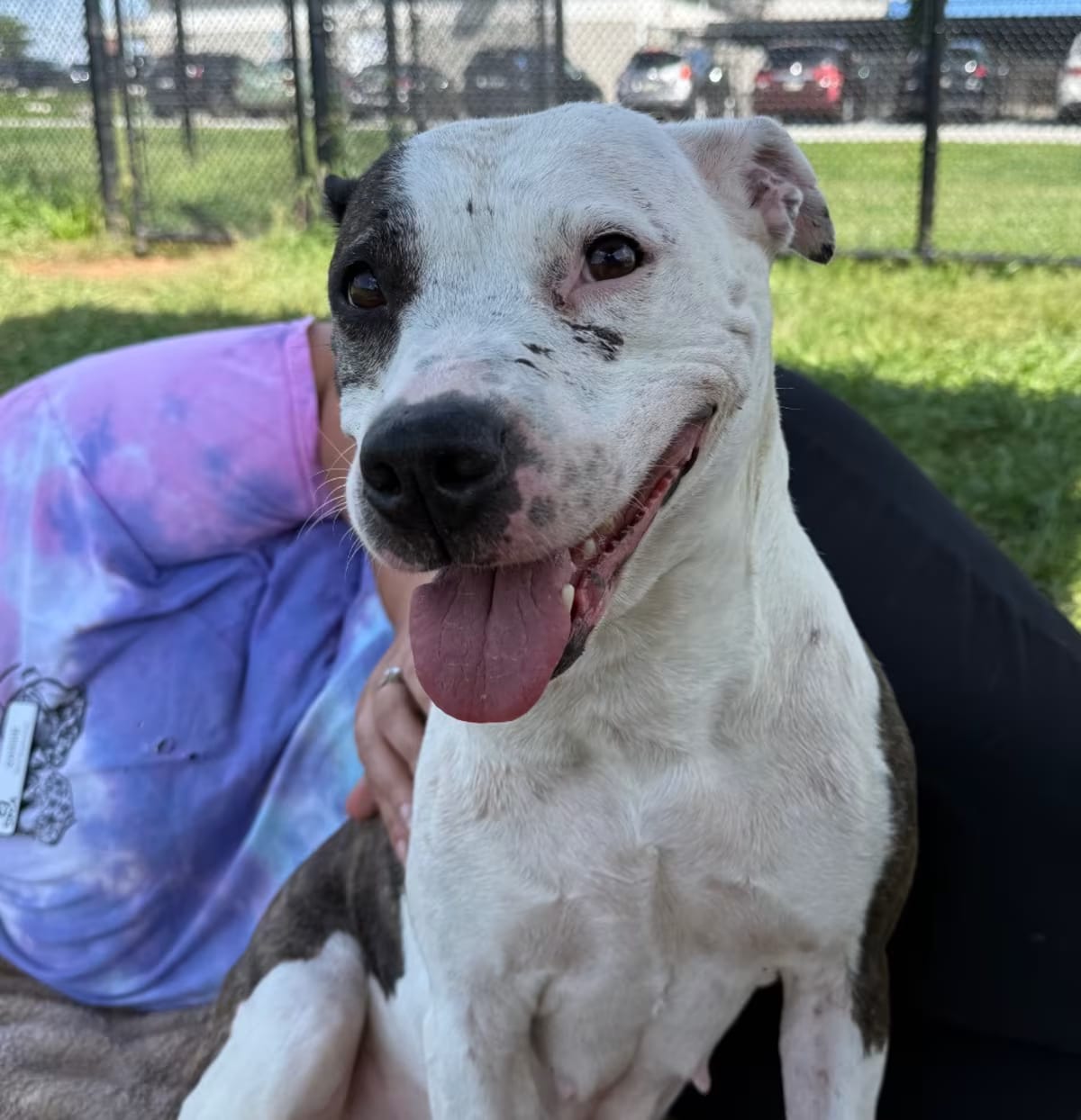 Photo of Battlefield Sallie, adoptable American Pit Bull Terrier in York, Pennsylvania