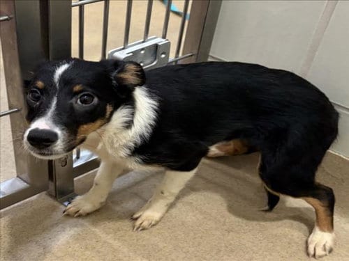 Photo of Purple, adoptable Border Collie in Derwood, Maryland