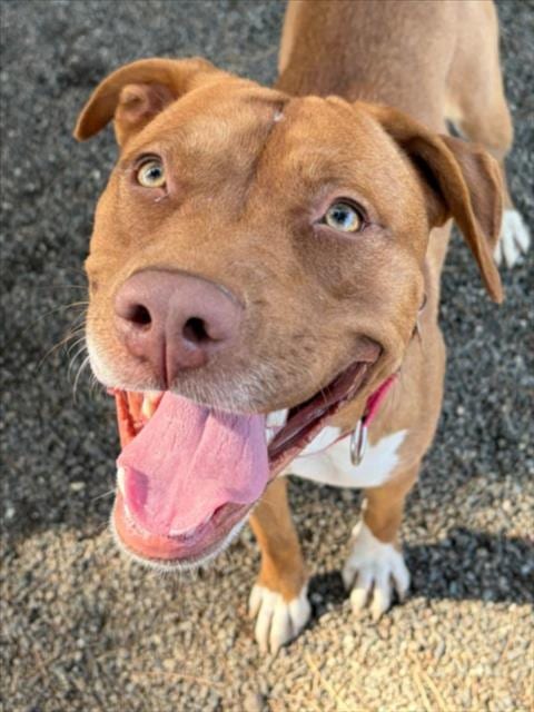 Photo of Caramel, adoptable Pit Bull Terrier in Woodland, California