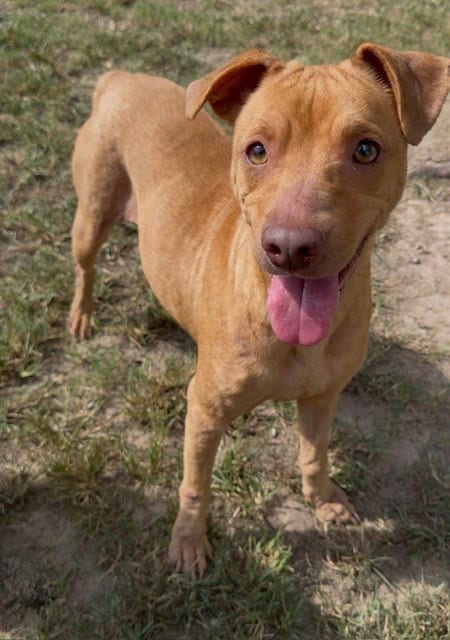 Photo of Tundra, adoptable Pit Bull Terrier in Conroe, Texas