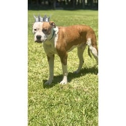 Photo of Prince Charming, adoptable Terrier (Unknown Type, Medium) in Doral, Florida
