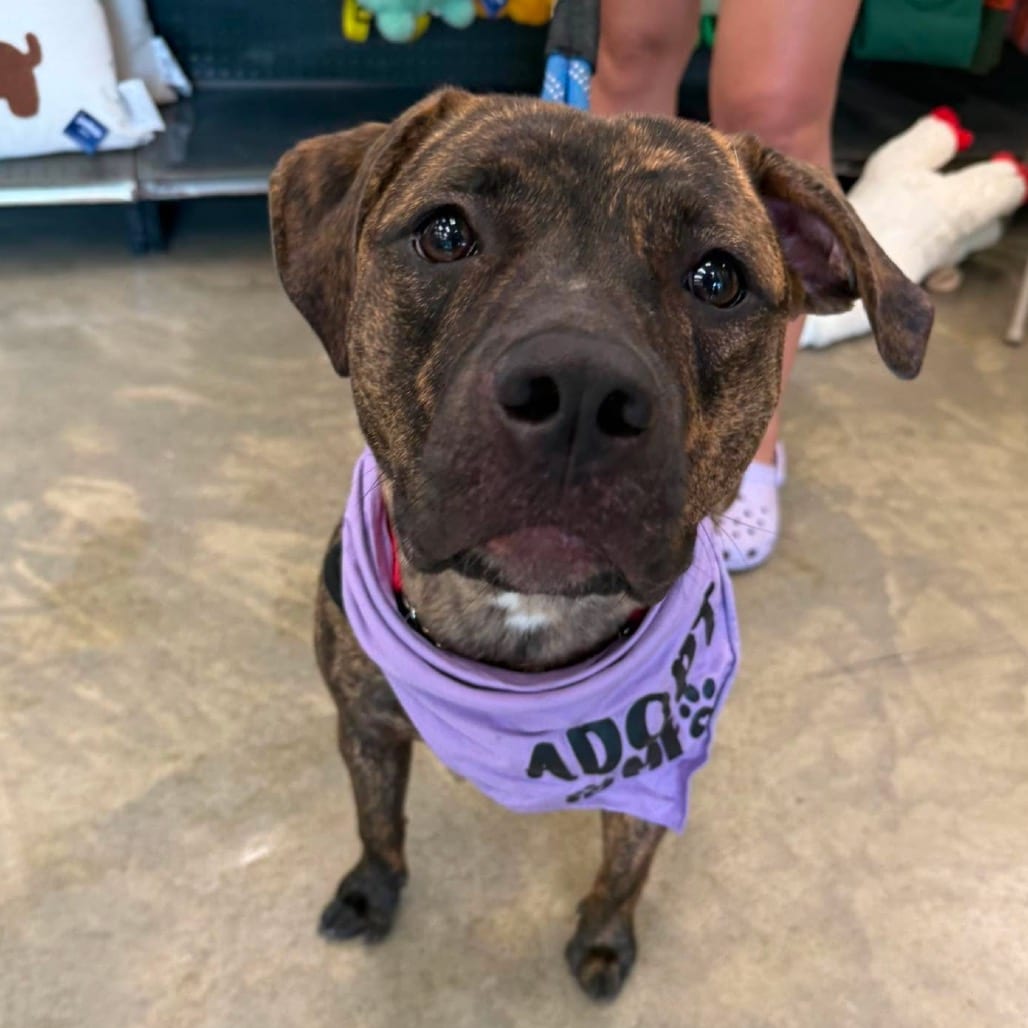Photo of Calla, adoptable Terrier, American Staffordshire / Mixed Breed (Medium) in Whitestone, New York