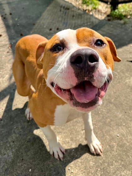 Photo of Lucas, adoptable Terrier in New Orleans, Louisiana