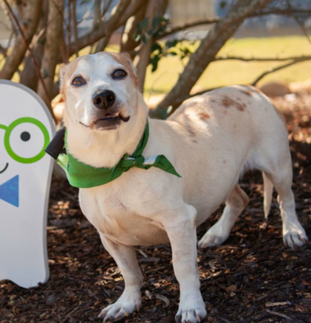 Photo of Salsa, adoptable Jack Russell Terrier in Anderson, South Carolina