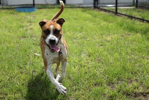 Photo of Toluca, adoptable American Bulldog in Ocala, Florida