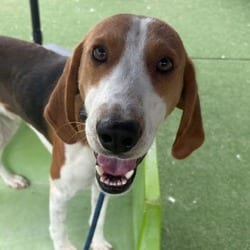 Photo of Nashua, adoptable Hound (Unknown Type) in Chatham, Virginia