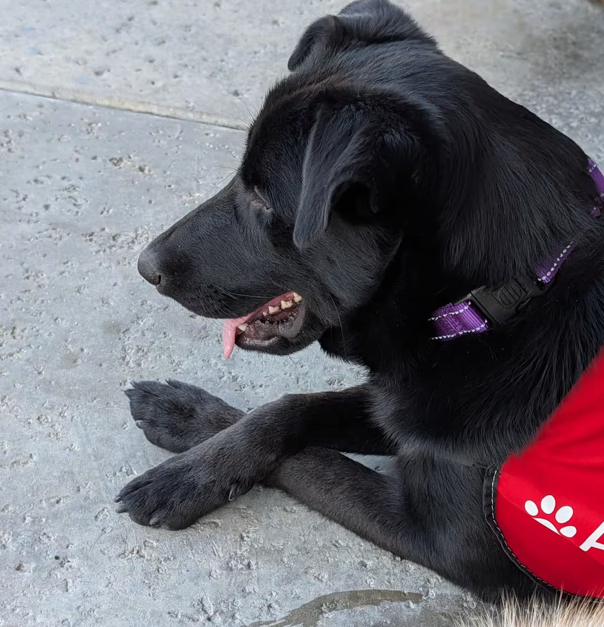 Photo of Bell, adoptable Golden Retriever/German Shepherd Dog in Perris, California