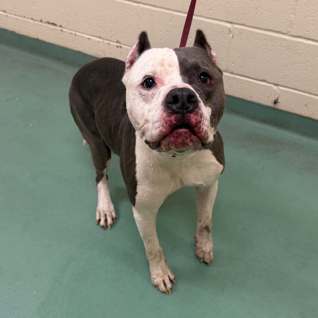 Photo of Joker, adoptable dog