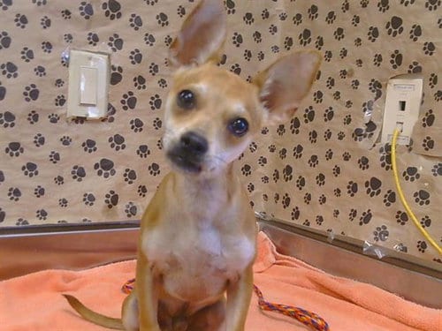 Photo of Squirt, adoptable Chihuahua in Sacramento, California
