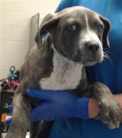 Photo of Oakley, adoptable Pit Bull Terrier in Fayetteville, North Carolina