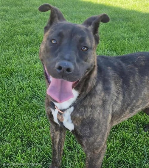 Photo of Chispa, adoptable American Pit Bull Terrier in Albuquerque, New Mexico