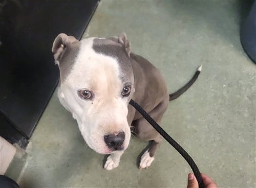 Photo of Blueberry, adoptable American Pit Bull Terrier in Santa Fe, New Mexico