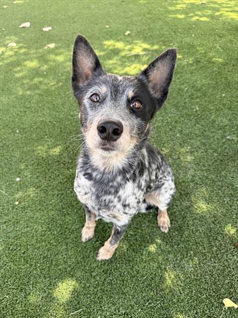 Photo of Kavo, adoptable Australian Cattle Dog/Blue Heeler in Castaic, California