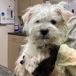 Photo of Mr Peabody, adoptable Maltese Mixed Breed (Small) in Lakeland, Florida