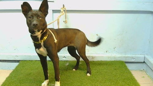 Photo of Sweetheart, adoptable Labrador Retriever in Downey, California