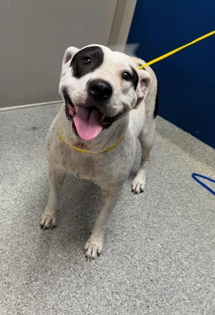 Photo of Bailey, adoptable American Pit Bull Terrier in Pasadena, Texas