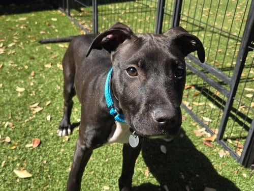 Photo of Lil Mac, adoptable Pit Bull Terrier in Redwood City, California