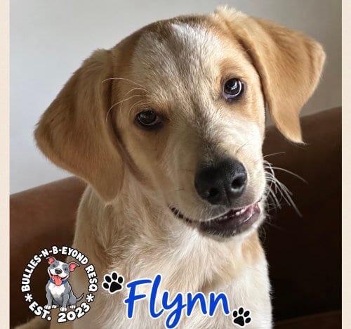 Photo of Flynn, adoptable Great Pyrenees in Omaha, Nebraska