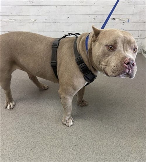 Photo of Dude, adoptable Pit Bull Terrier in San Bernardino, California