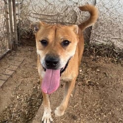 Photo of Snap, adoptable Black Mouth Cur Mixed Breed (Medium) in Stephenville, Texas