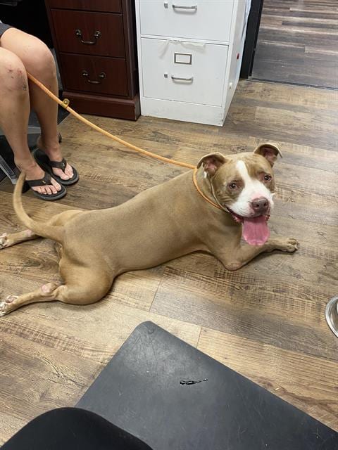 Photo of Aziela, adoptable American Pit Bull Terrier in Albuquerque, New Mexico