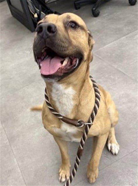 Photo of Jomatthew, adoptable Pit Bull Terrier in Sacramento, California