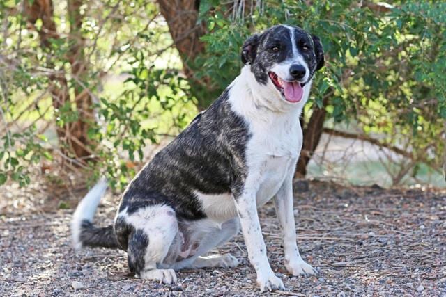 Photo of Stormy, adoptable Labrador Retriever mix in Albuquerque, New Mexico
