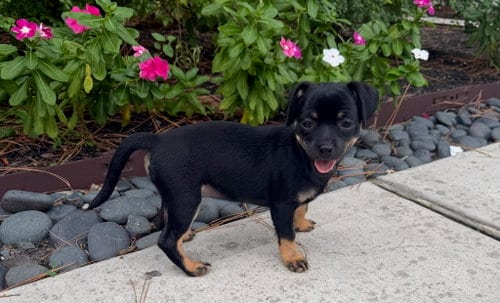 Photo of Ember, adoptable Chihuahua in The Woodlands, Texas