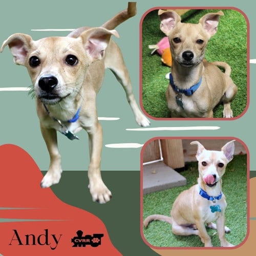 Photo of Andy, adoptable Chihuahua in Lindsay, California