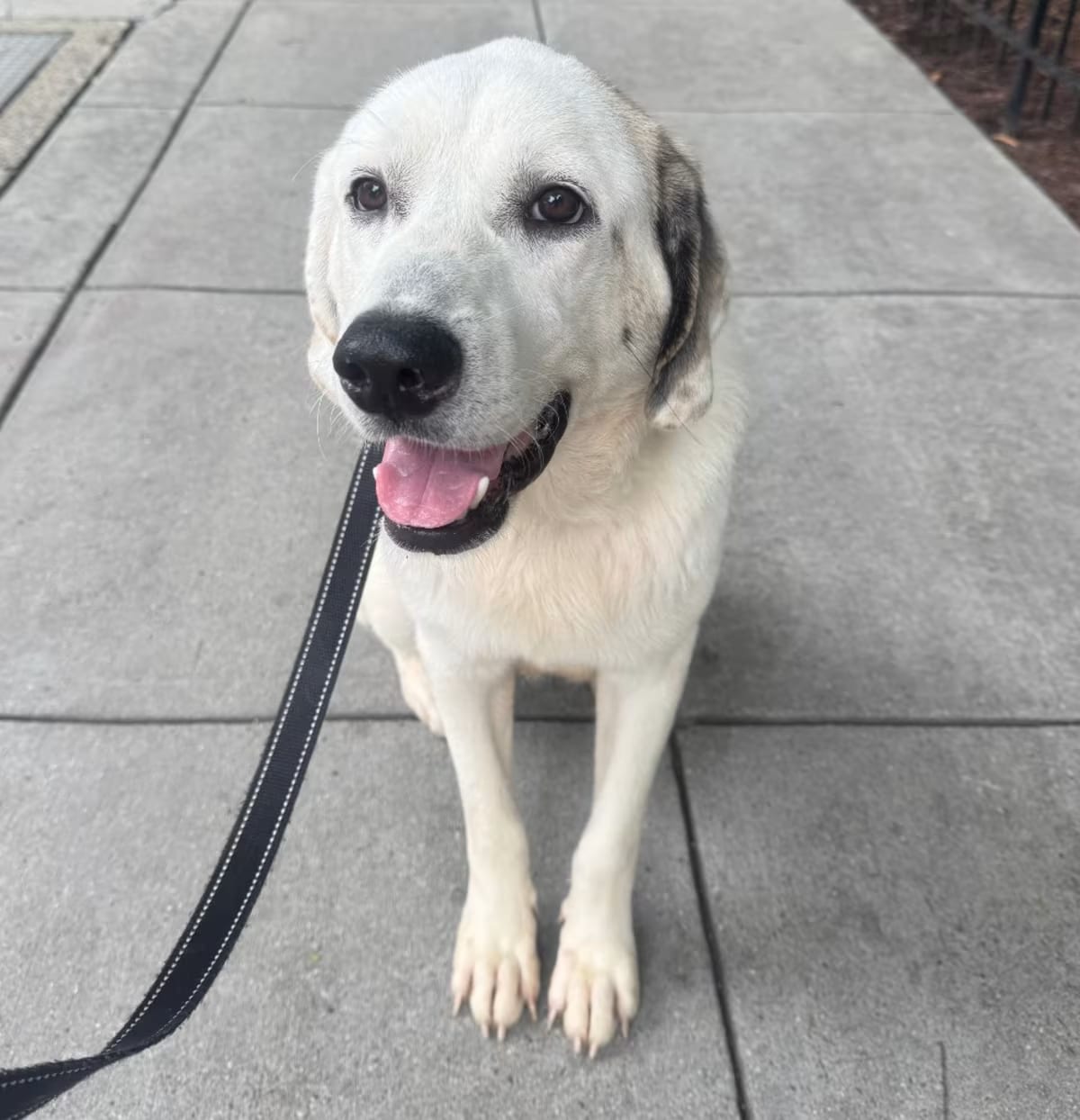 Photo of Snipes, adoptable Great Pyrenees/Labrador Retriever in Washington, District of Columbia