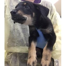 Photo of Pumpkin, adoptable German Shepherd Dog in Jurupa Valley, California