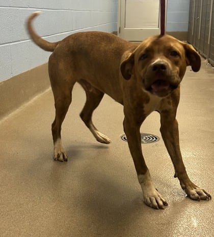 Photo of Shy, adoptable dog in Chamblee, Georgia