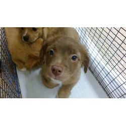 Photo of Charlie, adoptable Chihuahua in Doral, Florida