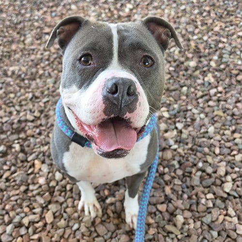 Photo of Miel, adoptable Staffordshire Bull Terrier in Mesa, Arizona
