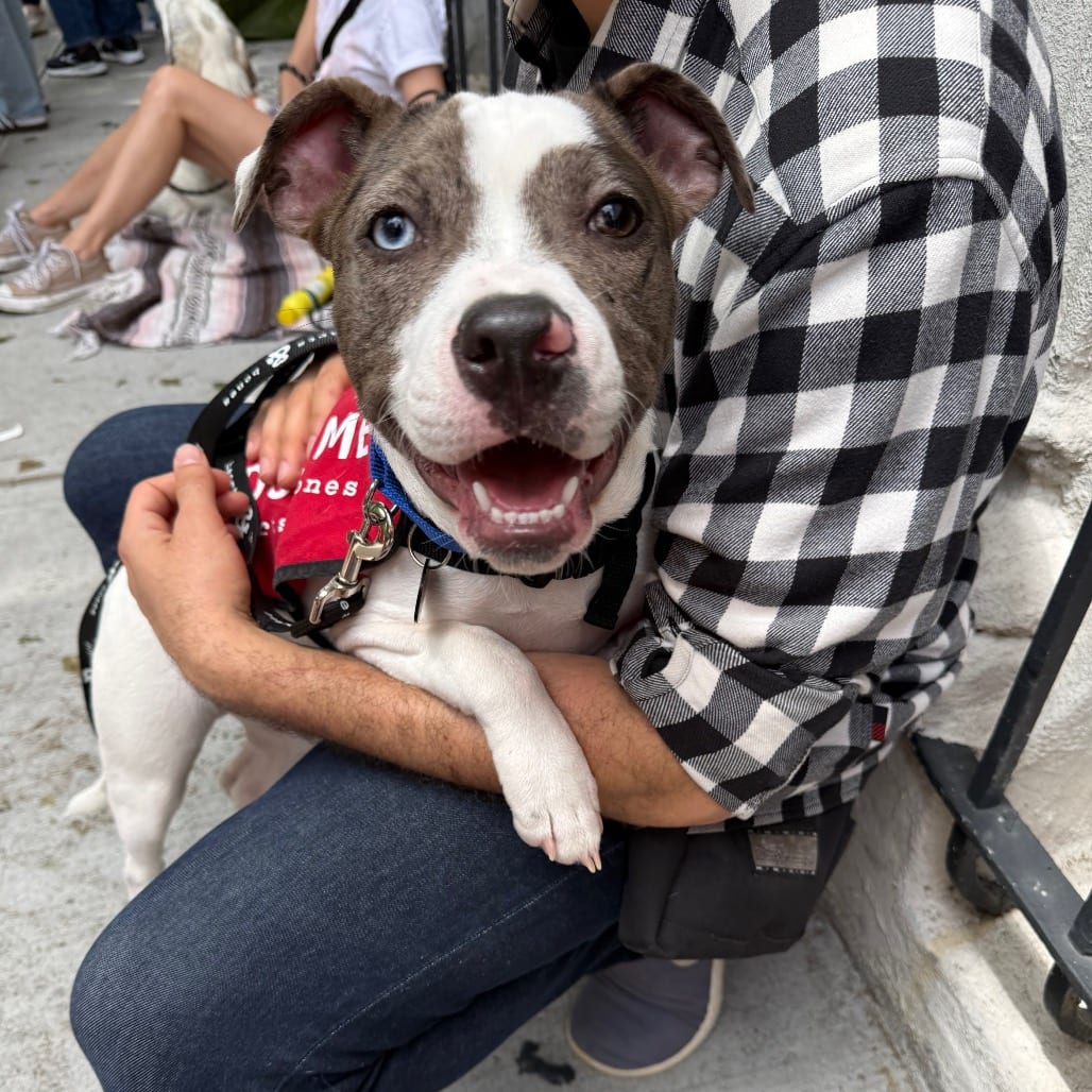 Photo of Gumbo, adoptable Mixed Breed (Medium)