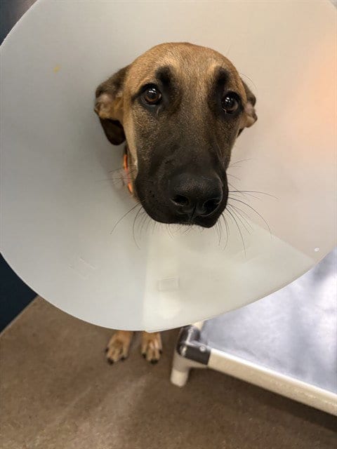 Photo of Mal Mal, adoptable Belgian Shepherd Malinois in Phoenix, Arizona