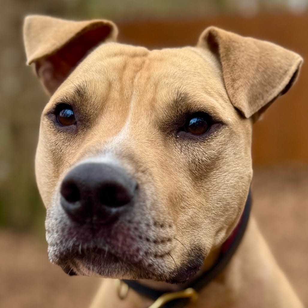 Photo of Flap Jack, adoptable Mixed Breed (Medium) in Decatur, Georgia