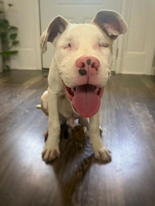 Photo of Bonk, adoptable Pit Bull Terrier in Raleigh, North Carolina