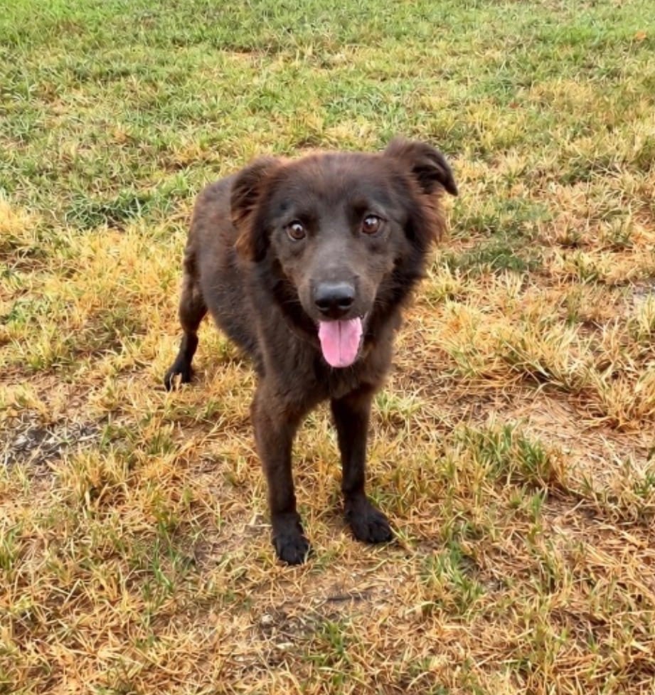 Photo of Bear, adoptable Mixed Breed in Chickamauga, Georgia