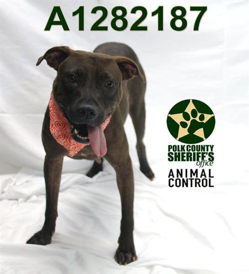 Photo of Victoria, adoptable Bulldog in Winter Haven, Florida
