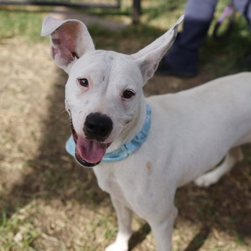 Photo of Blanca, adoptable Terrier in San Antonio, Texas