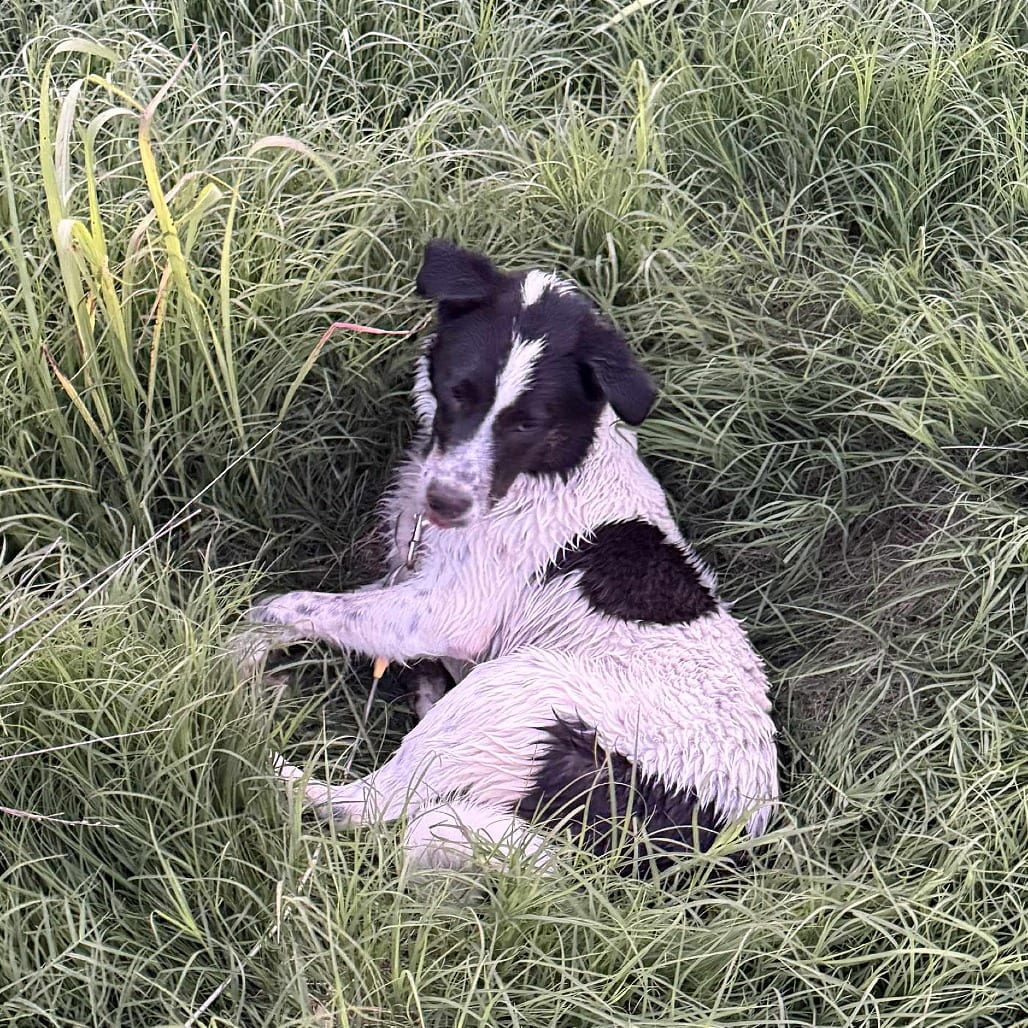Photo of Frank, adoptable Pyrenees, Great / Mix in Weatherford, Texas