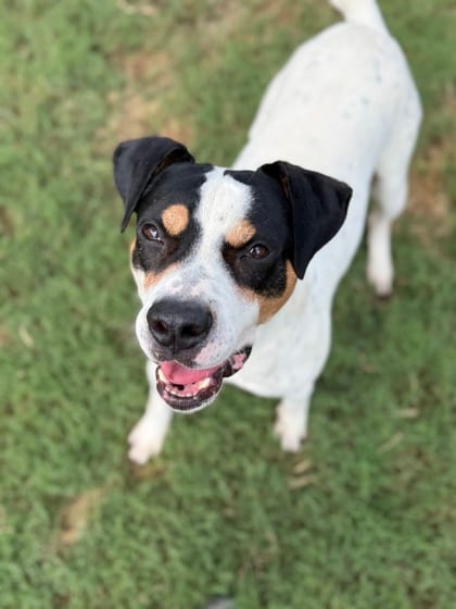 Photo of Wiggle D Crumb, adoptable dog in Atlanta, Georgia