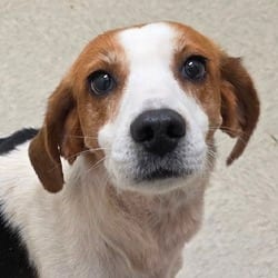 Photo of Saratoga Springs, adoptable Hound (Unknown Type) Mixed Breed (Medium) in Chatham, Virginia